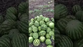ОЧЕНЬ ЖАЛЬ