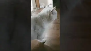 шайлушай