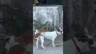 Bata kapa hehehe