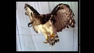ZOOMAT, A Special Zoo, Un Zoológico Especial. Nueva edición.