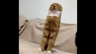 Cat haves seizure