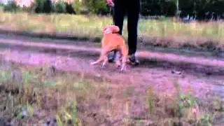 Видео0001