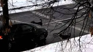 Бездомные собаки гоняются за машинами