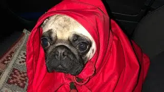 EVDE “pug” CİNSİ KÖPEK BESLENİR Mİ ??