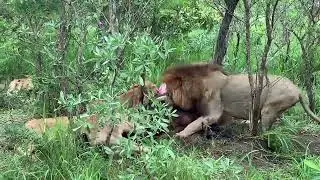 Lions fight for food and quenching thirst!