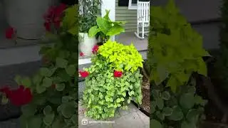 Growing Flowers In Summer! 