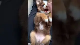 This cute doggy is the best thing you will today.