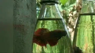 pecinta cupang gak bakalan ketinggalan untuk tonton video ini