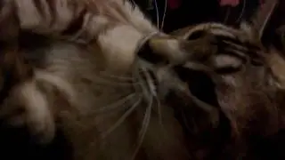 Kaybee the cute kitty - Ely and Friends