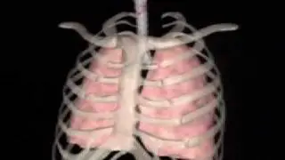 The Breathing process