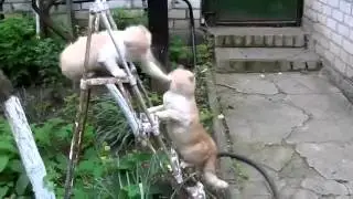 Драка котов# 09 на лестнице