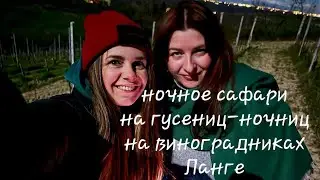 Ночное сафари на гусениц-ночниц в Бароло
