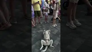 Пес актер в Адлере. Район Мандарин. 2 часть