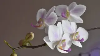 Gentle Hatuyuki/ Нежная  орхидея Хатуюки
