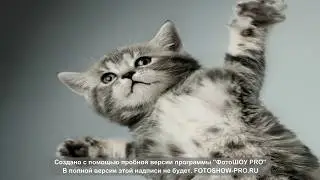 ПРИКОЛЫ 2019 ЛУЧШИЕ ПРИКОЛЫ С ЖИВОТНЫМИ КОТЫ