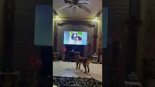 Our Dog is enjoying to watch another Dog on TV Animal have same sense and emotions like us