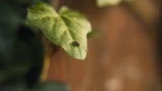 $10 "IMAX" Adapter + BMPCC 4K + Sigma 18-35mm Test