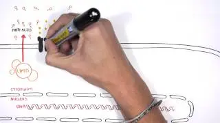 What is the role of insulin, and how does it help your body?