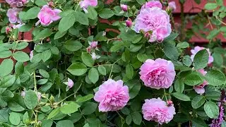 Rose Chat Series Part 1 // Harlow Carr // David Austin Roses