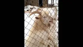 Коза, кормлю козу