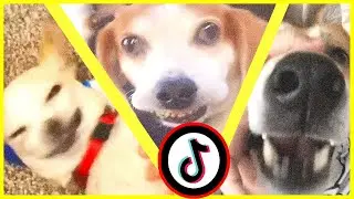 wait for it memes but it's all funny dogs
