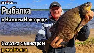 Large bream on a feeder. Fishing on the Volga. Bream fishing. How to catch large bream. Trophy br...
