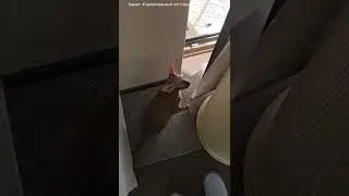 Two attempts to go for a walk😺☀️ 