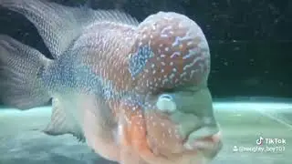 A visit to Aquarium