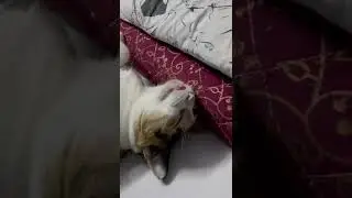 Sleeping tight 😴 