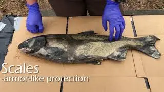 Creek Days 2020 - External Salmonid Anatomy