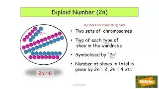 L.C. Biology Haploid & Diploid