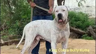 King Cobra Bully kutta|Champion of bully World|Son of Pak import Blade|All About Bully kutta
