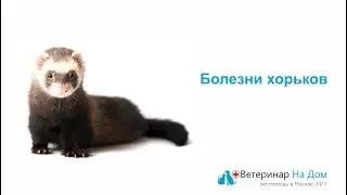 Виды заболеваний у хорьков
