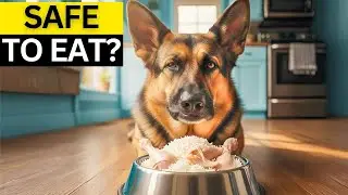 Can I Feed My Dog Chicken & Rice Every Day?