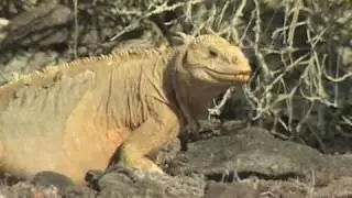 Galapagos: the marine iguanas (3/7)