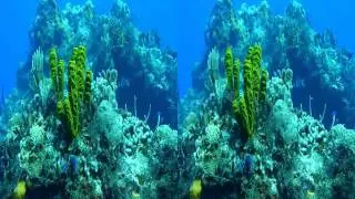 Scuba diving Cozumel, Mexico HD SBS 3D