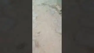 Gf को रंग लगाऊंगा 😍 Wait for end | Happy Holi | Holi Comedy | SA09 Real Life 