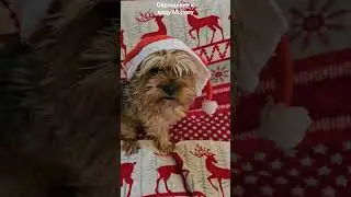 обращение деду Морозу#shots#прикол#озвучка#юмор#красавчик#новыйгод#дедмороз#обращение#йорик#подарок