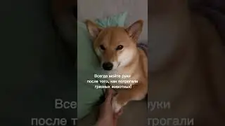 Кто понял тот понял #like #subscribe #кринж #юмор #собака