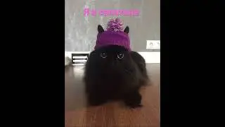Котик в шапочке 😍