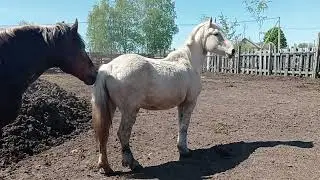 Лялька и жеребец спрятались вдвоём