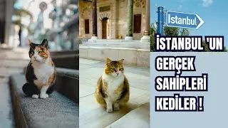 İstanbul’un Kedileri | Neden Bu Şehirde Bu Kadar Çok Kedi Var? | Kedi Başkenti