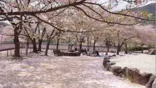 Hanafubuki: Cherry blossom blizzard in Japan - Part 1