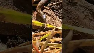 Rough Earthsnake (Haldea striatula)- Harmless #bughunt