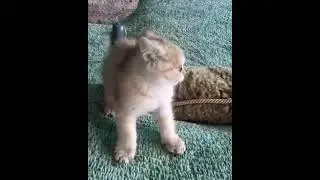 Чудо дети. Лайк. Милота😍