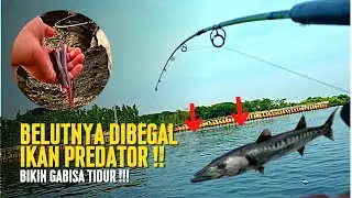 Casting pake Belut Sawah ‼️ Fishing for barracuda until the rod bends | use eel bait , spot casting
