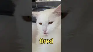 Вечно уставший кот 😻 