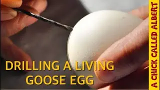 Drilling A Goose Egg to Save the Chick Inside