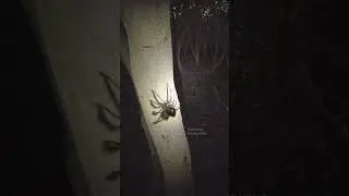 What kind of spider is this?
