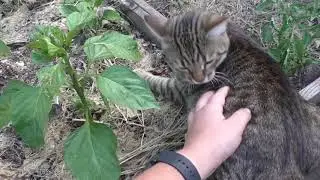 Как правильно формировать перцы ? Что такое коронный цветок ?